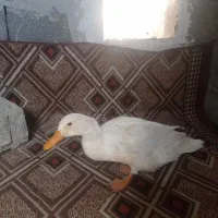 اردک سفید خونگی
