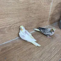 عروس هلندی مولد با جوجه