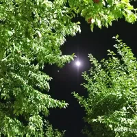 فروش فوری باغ انگوری