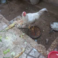 مرغ وخروس تخم گذار