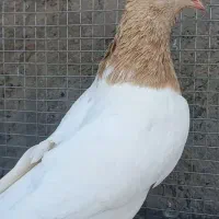 کله زرد