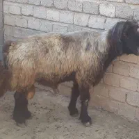 قوچ میش