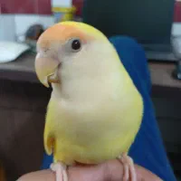 بچه طوطی دستی