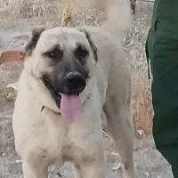 سگ سرابی