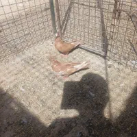 جفت جونه زرد گوره نر وماده چهار خال