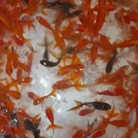 ماهی عمده قیمت مناسب