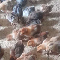 جوجه ی ۲۲ روزه