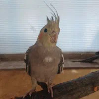 پرنده عروس هلندی ماده