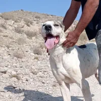 سگ نر خراسانی