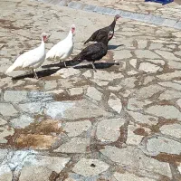 چهار عدد بوقلمون ماده محلی کشتاری