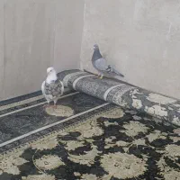 دو کفتر قلدور
