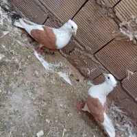 نروماده دوکت زرد  بشرط تخم بچی  دوتا قهوی دم سفید