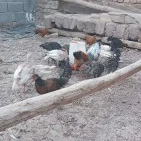 فروش جوجه بوقلمون