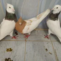سه تا ماده