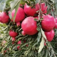 کیفیت وتناژ بالا با محصولات ارگانیک کروا