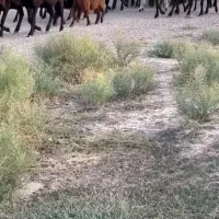 فروش ۳۰ راس بره نر با۷۰ راس میش