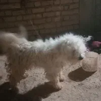 سگ پاکوتاه