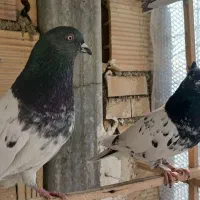 کفتر|پرنده|تهران, بازار|دیوار