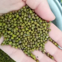 فروش ماش تمیز