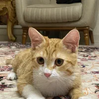 واگذاری گربه ۶ ماه