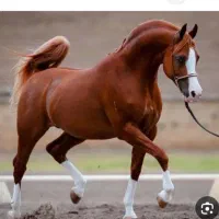 عکاسی با اسب در باغ