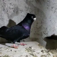 صرب|پرنده|مسجد سلیمان, |دیوار