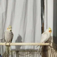 ۲ عروس هلندی جفت