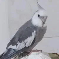 عروس هلندی