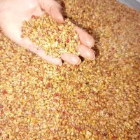 سماق درجه یک کوهی فروش فوری