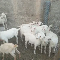 فروش کهره نر دورگ سانن