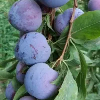 ارائه نهال ارقام گلدانی آلبالو و آلو