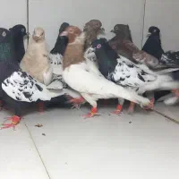 ۲۵تایی پرشی نر سینه کله