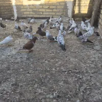 کبوتر پرشی تضمینی