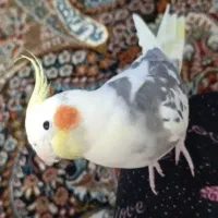 عروس هلندی نر
