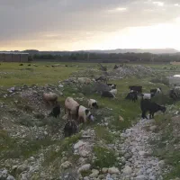 نیازمند چوپان