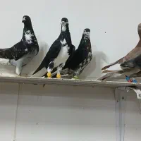 کفتر بوم
