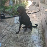 سگ دوبرمن اصل .ماده خوش روخ ۱۰ ماهه