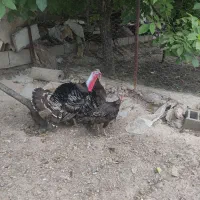 بوقلمون و غاز.