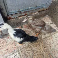 دوتا اردک