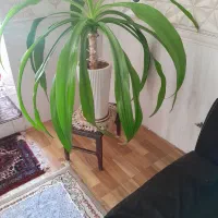 گل طبیعی|گل و گیاه طبیعی|تویسرکان, |دیوار