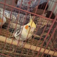 عروس هلندی باشش عدد جوجه