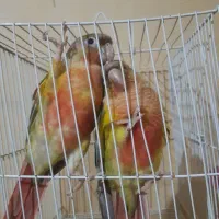 طوطی گرینچیک
