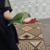 طوطی برزیلی کامل دستی
