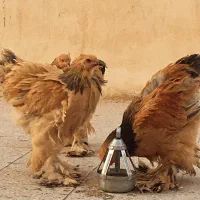 برهما