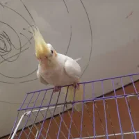 عروس هلندی نر و ماده