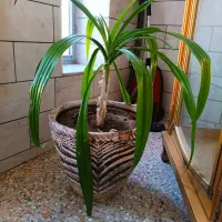 گل برگ موزی