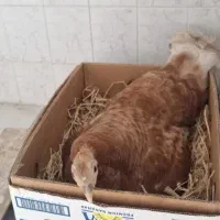 بوقلمون کرچ