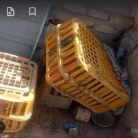 سبد مرغ