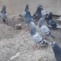 فروش نر سوراخ سبز