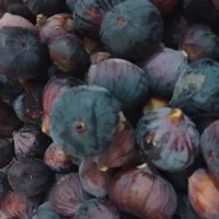 میوه|خوردنی و آشامیدنی|ایذه, |دیوار